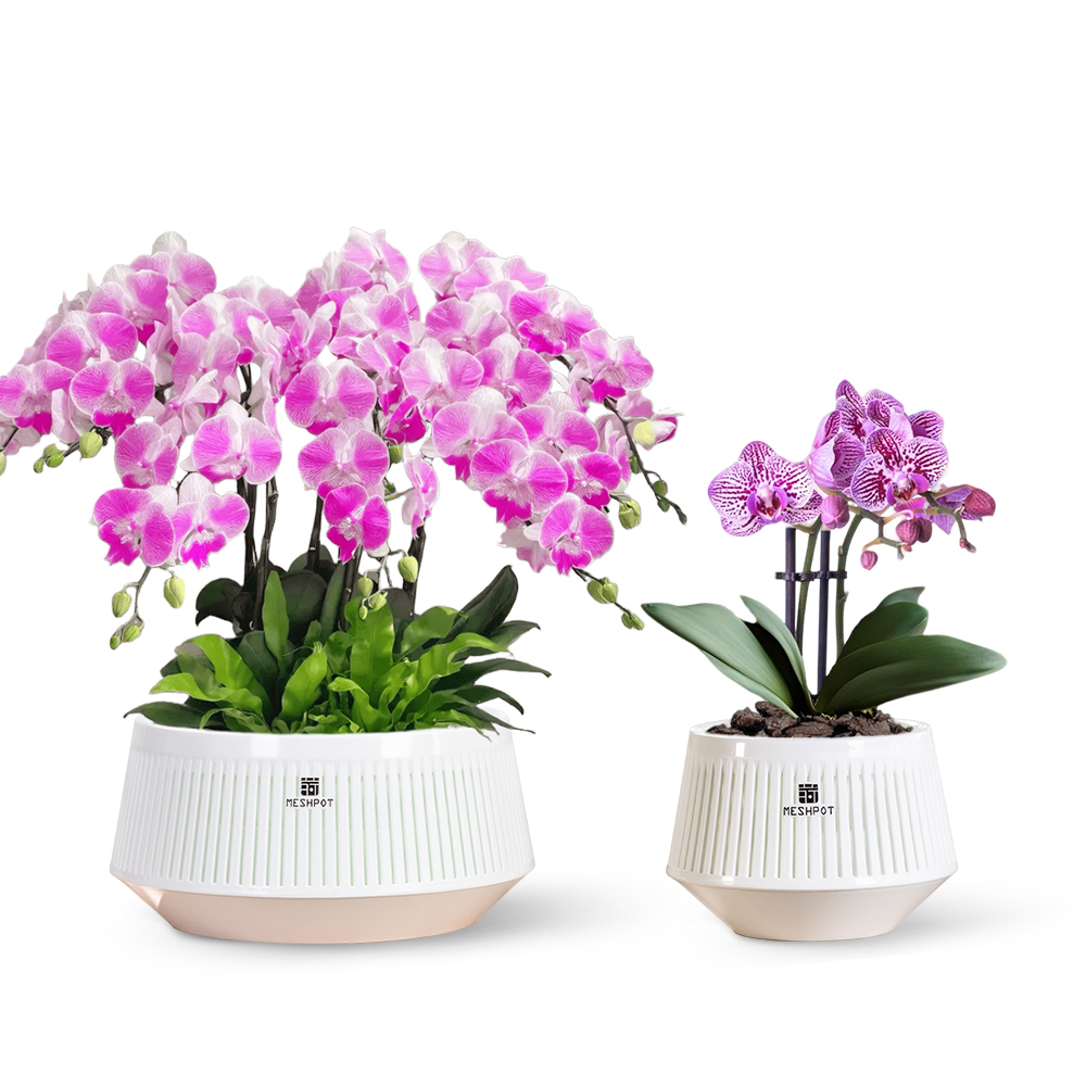 وعاء أوركيد شبكي مع فتحات وقوا - مراجعة Aloe Vera Pot وسعره