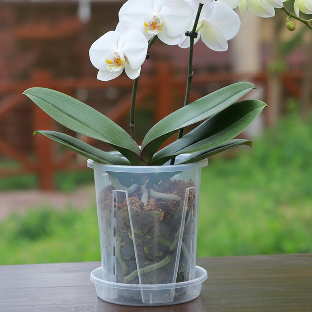 وعاء زرع بلاستيكي شفاف للتحكم  - مراجعة Aloe Vera Pot وسعره