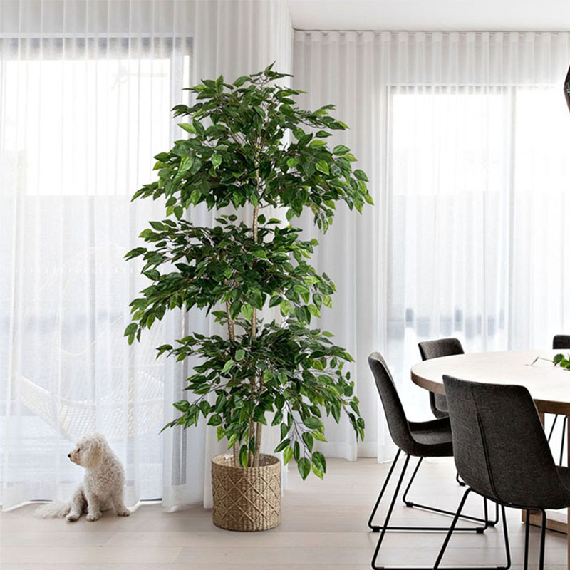اللبخ نباتات استوائية كبيرة اص - مراجعة Ficus Lyrata Tree وسعره