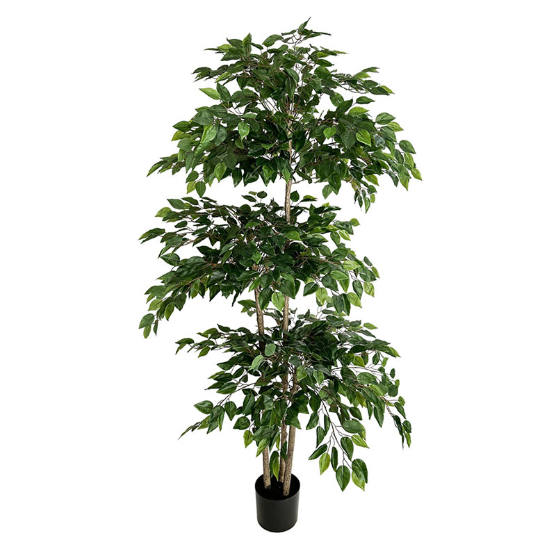 اللبخ نباتات استوائية كبيرة اص - مراجعة Ficus Lyrata Tree وسعره