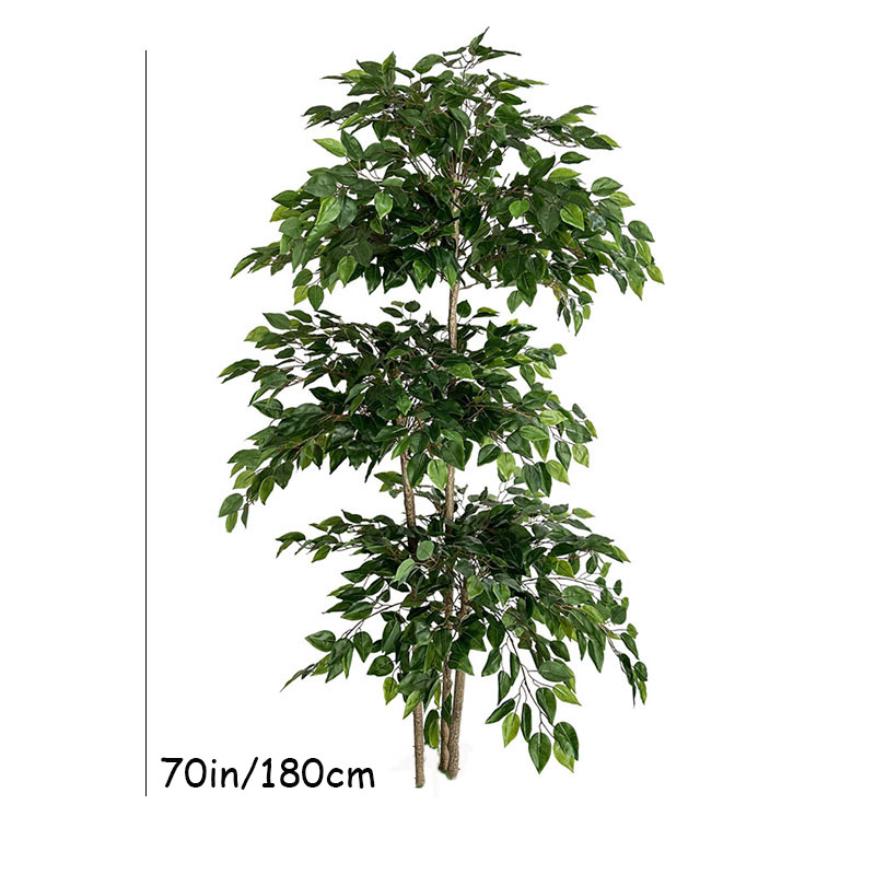 اللبخ نباتات استوائية كبيرة اص - مراجعة Ficus Lyrata Tree وسعره