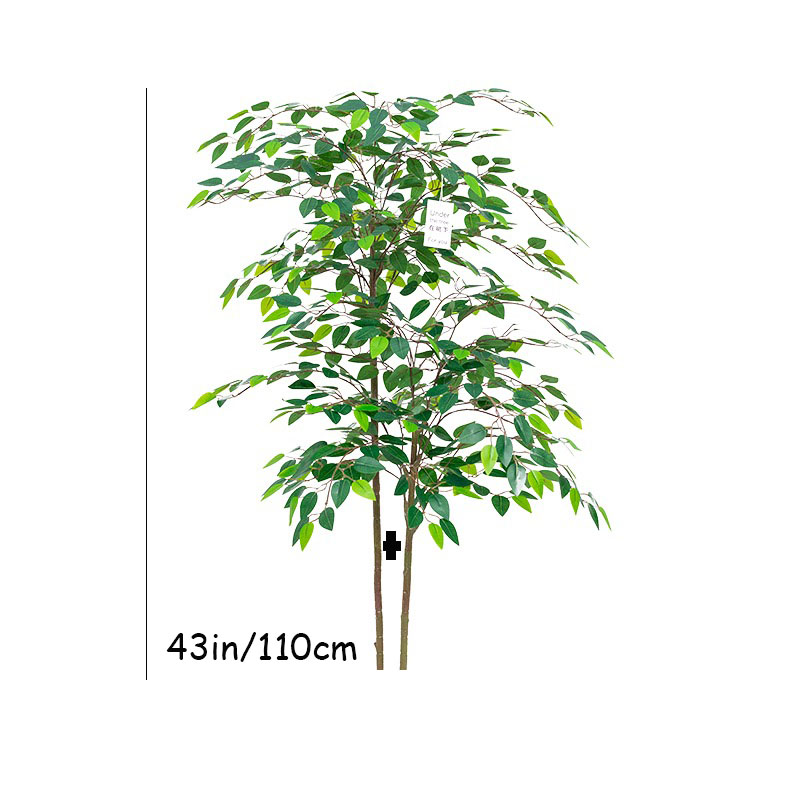 اللبخ نباتات استوائية كبيرة اص - مراجعة Ficus Lyrata Tree وسعره