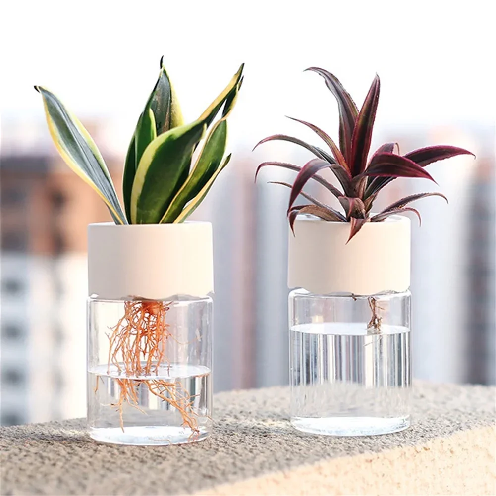 وعاء زهور مائي صغير شفاف للزرا - مراجعة Aloe Vera Pot وسعره