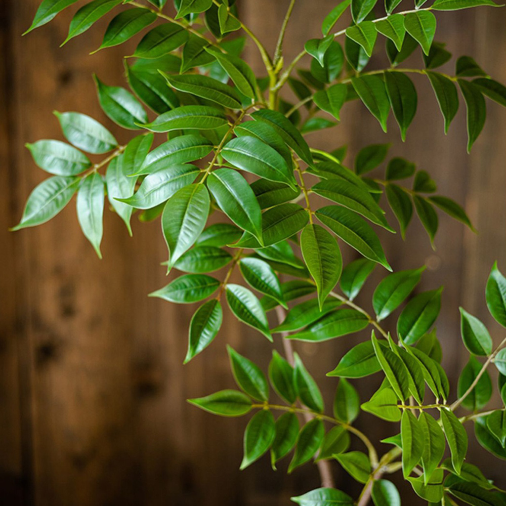76-140 سنتيمتر فرع شجرة اللبخ  - مراجعة Ficus Lyrata Tree وسعره