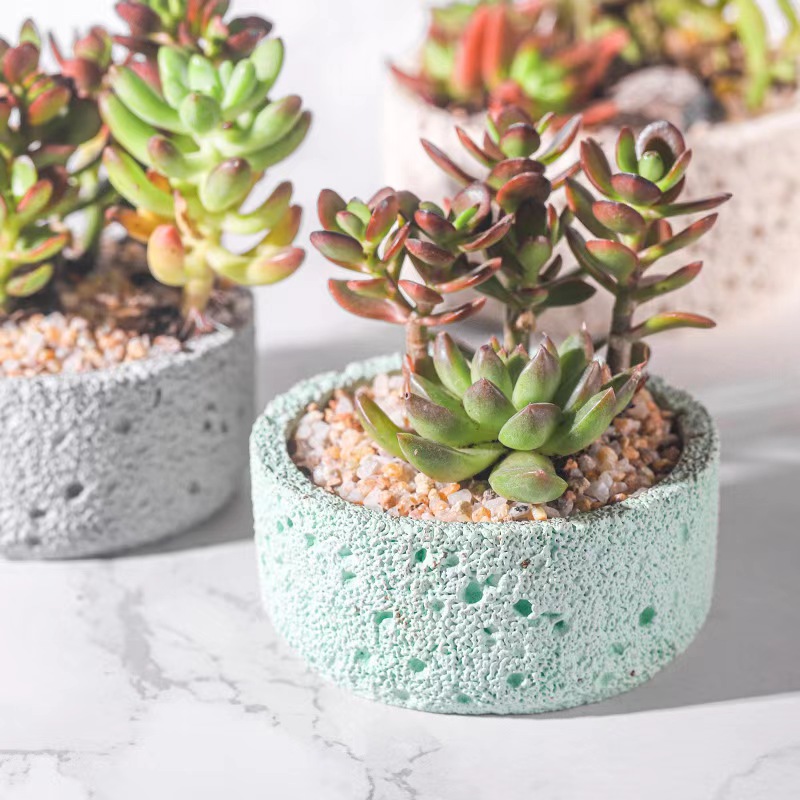 إناء زهور إسمنتي شمالي ، حجر ب - مراجعة Echeveria Succulent وسعره
