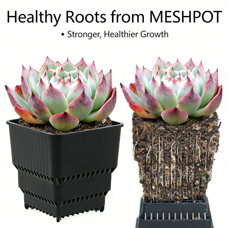مجموعة MESHPOT من 6 أوعية مربع - مراجعة Echeveria Succulent وسعره