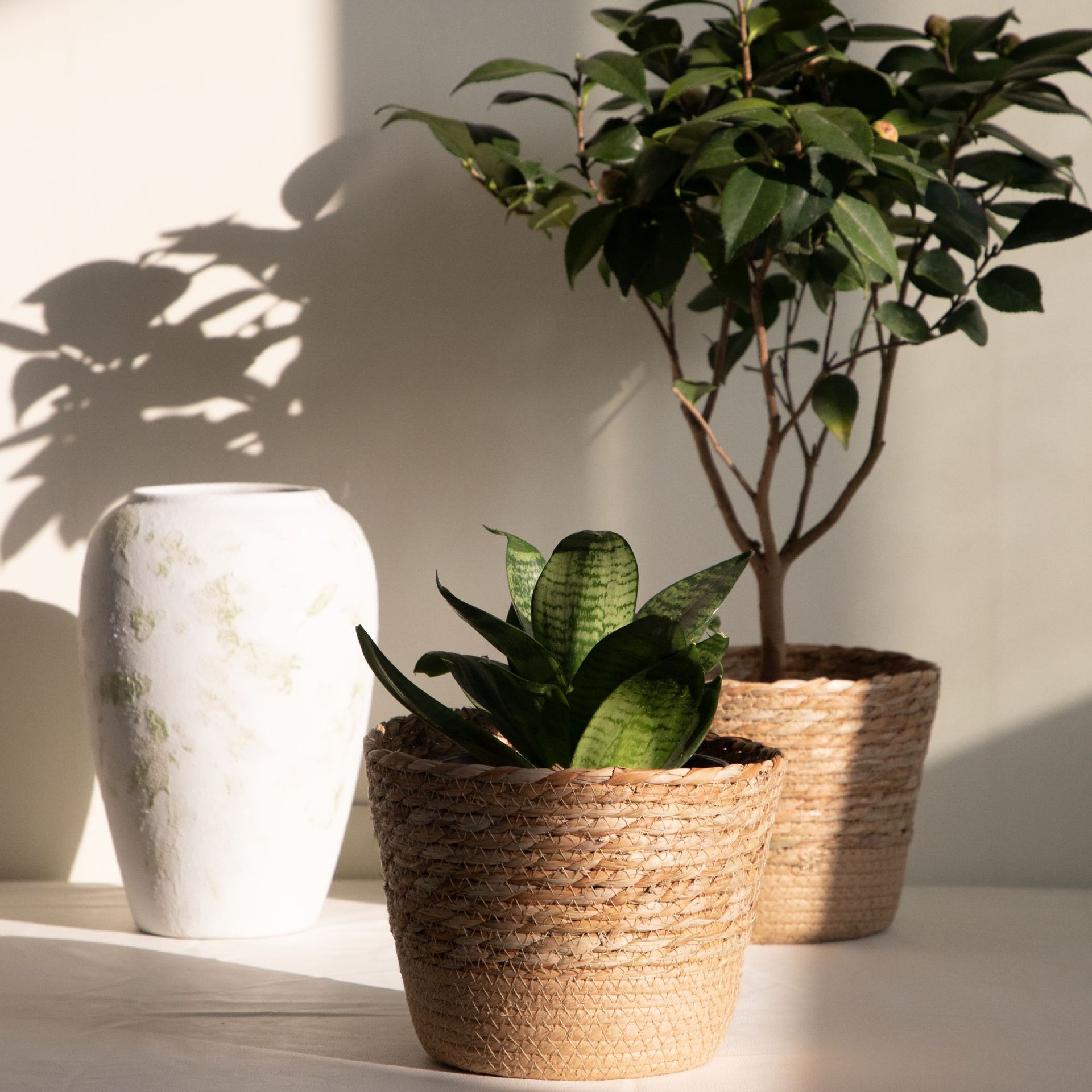 سلة تخزين منسوجة متعددة الأغرا - مراجعة Aloe Vera Pot وسعره