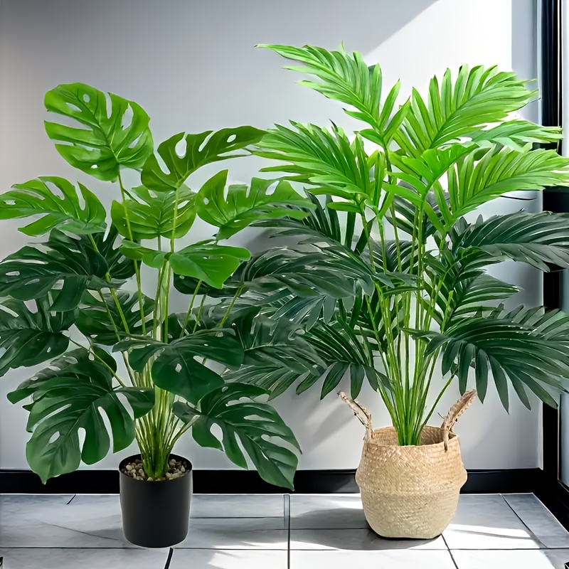 قطعتان من نباتات النخيل الاصطن - مراجعة Monstera Adansonii وسعره