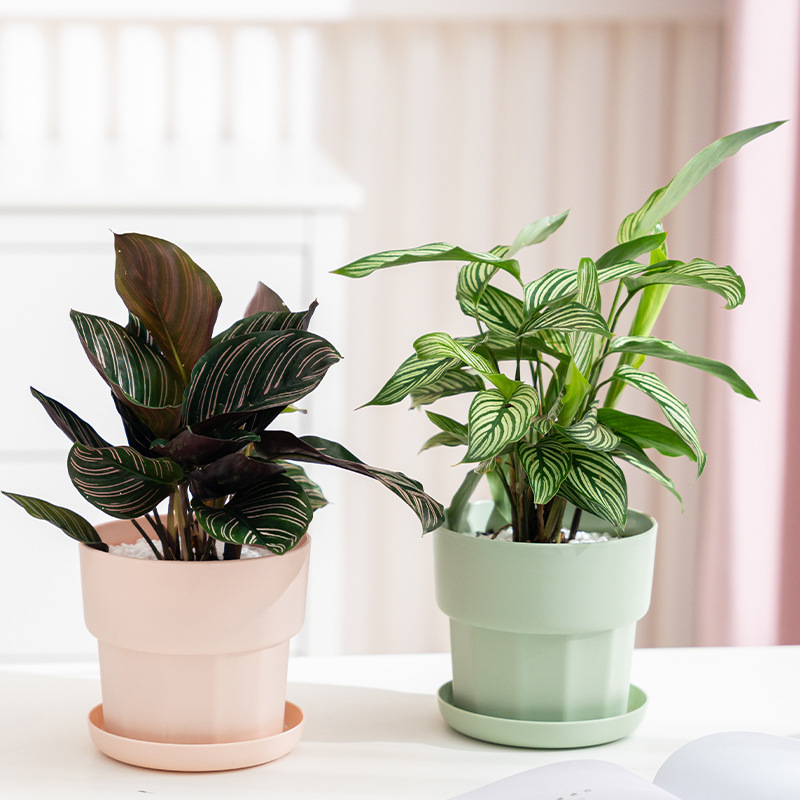 الشمال الحد الأدنى نمط الفجل ا - مراجعة Aloe Vera Pot وسعره