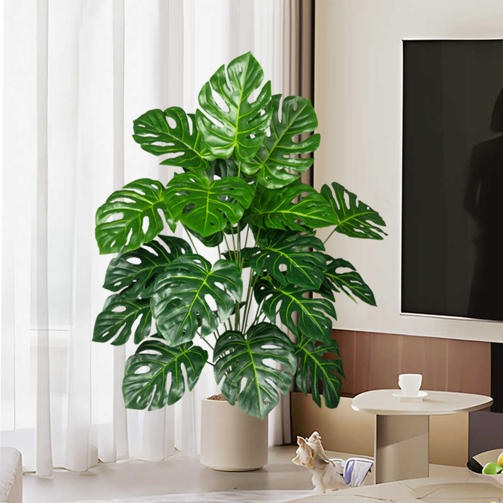 70-100 سنتيمتر شجرة Monstera ا - مراجعة Monstera Adansonii وسعره