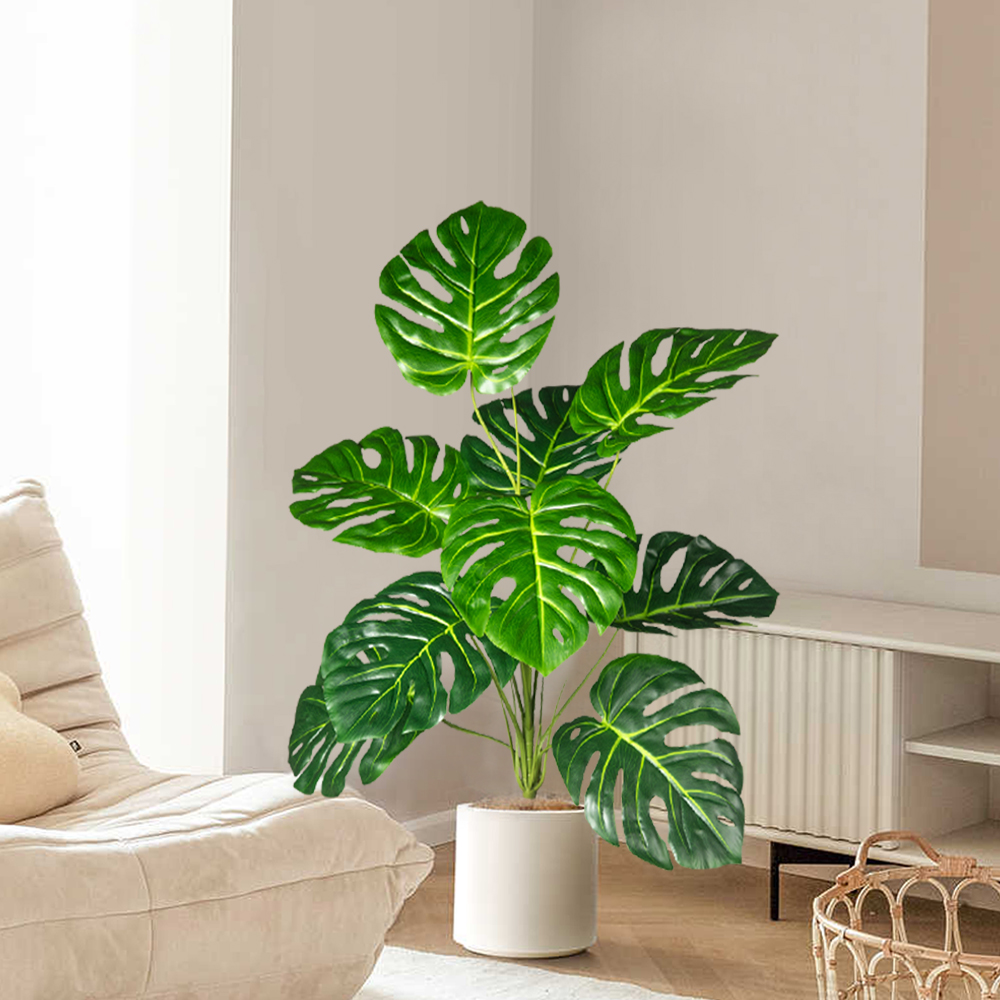 70-100 سنتيمتر شجرة Monstera ا - مراجعة Monstera Adansonii وسعره